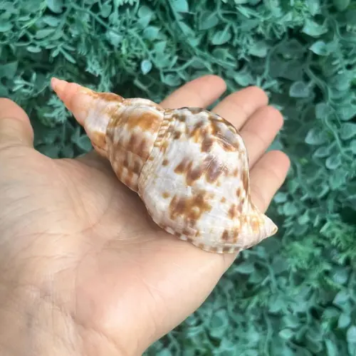 Concha do Mar Charonia Variegata Cod 03