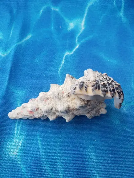 Concha do Mar Cerithium Nodulosum 01