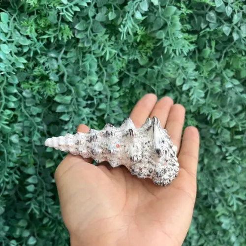 Concha do Mar Cerithium Nodulosum 08