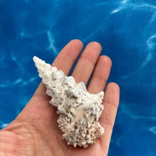 Concha do Mar Cerithium Nodulosum 03