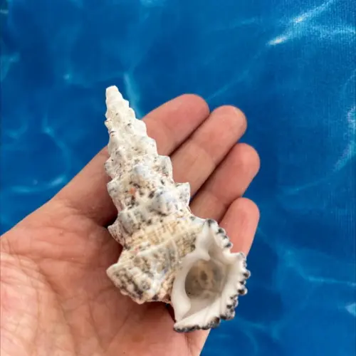 Concha do Mar Cerithium Nodulosum 03