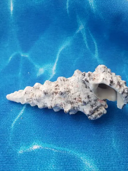 Concha do Mar Cerithium Nodulosum 02