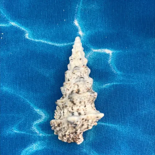 Concha do Mar Cerithium Nodulosum 03
