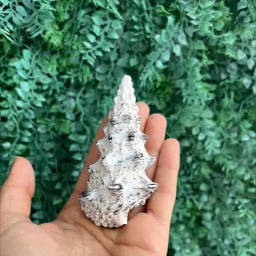 Concha do Mar Cerithium Nodulosum 08