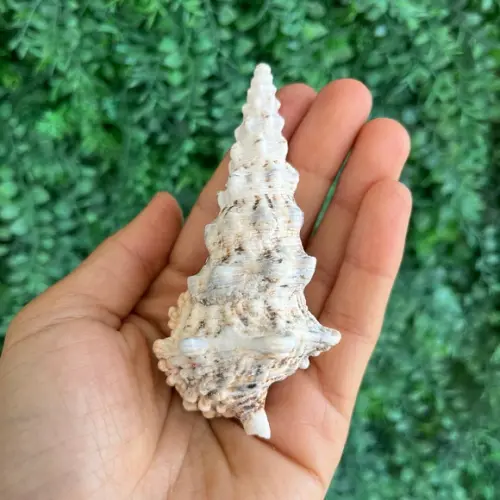 Concha do Mar Cerithium Nodulosum 05