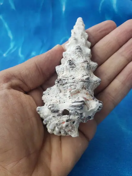 Concha do Mar Cerithium Nodulosum 02