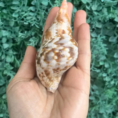 Concha do Mar Charonia Variegata Cod 03