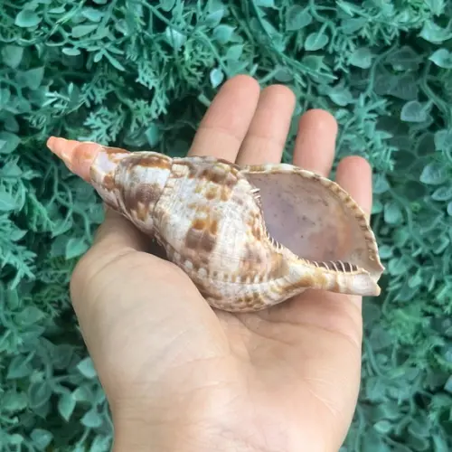 Concha do Mar Charonia Variegata Cod 05