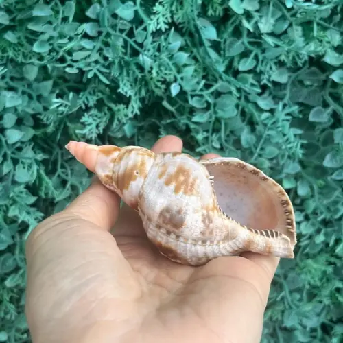 Concha do Mar Charonia Variegata Cod 03