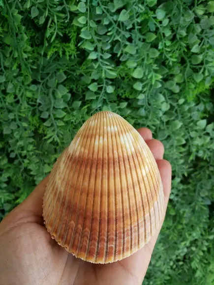 Concha do mar cod 01