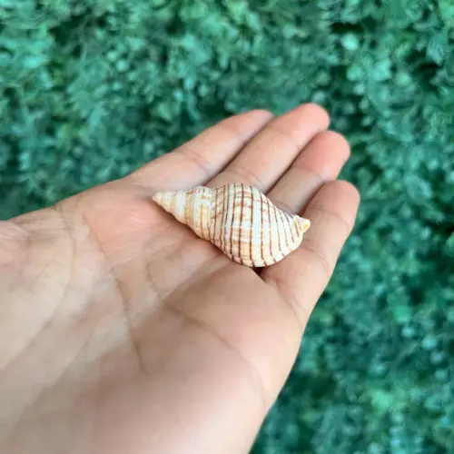 Concha do Mar Cod 01