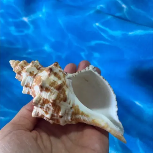 Concha do Mar Cod 01