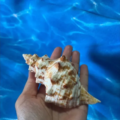 Concha do Mar Cod 01