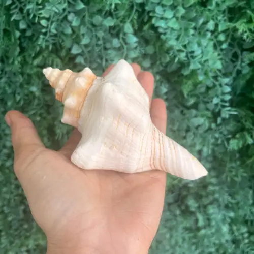Concha do Mar Cod 02