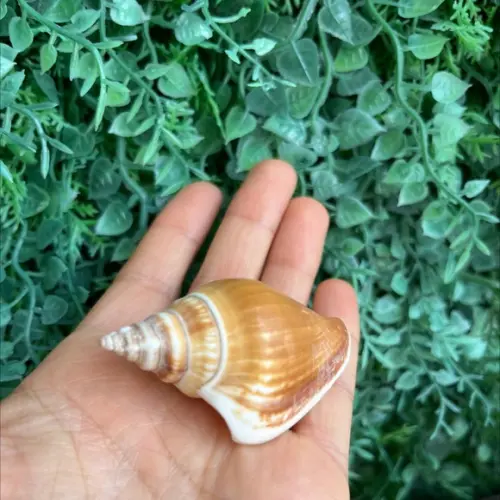 Concha do Mar Cod 03