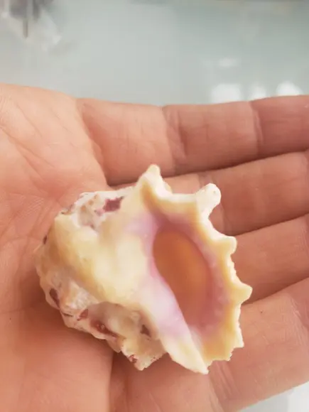 Concha do Mar Cod 11