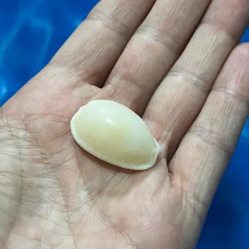 Concha do Mar Cod 11