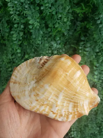 Concha do Mar Cod 12 Latissimus