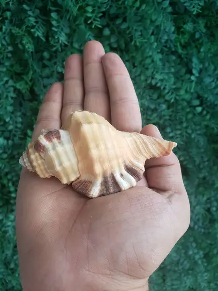 Concha do Mar Cod 193