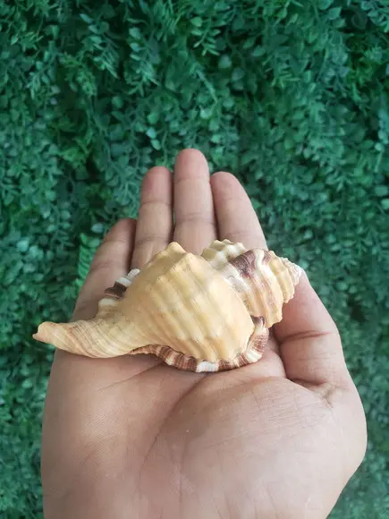 Concha do Mar Cod 193