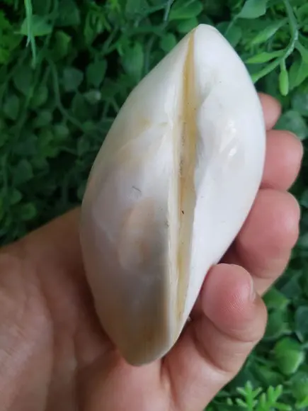 Concha do Mar Cod 30