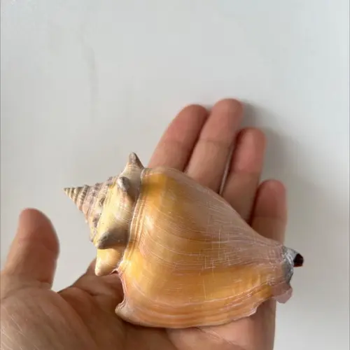 Concha do Mar Cod 35