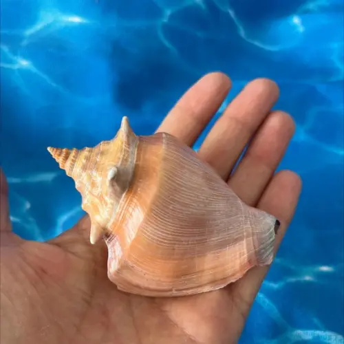 Concha do Mar Cod 37