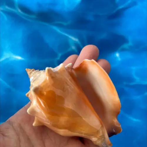 Concha do Mar Cod 37