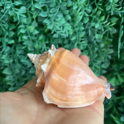 Concha do Mar Cod 34