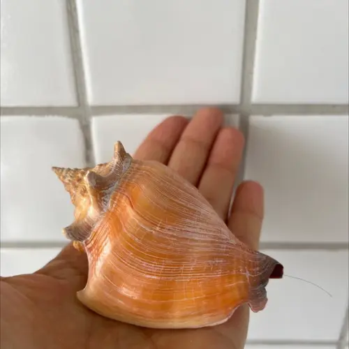 Concha do Mar Cod 36