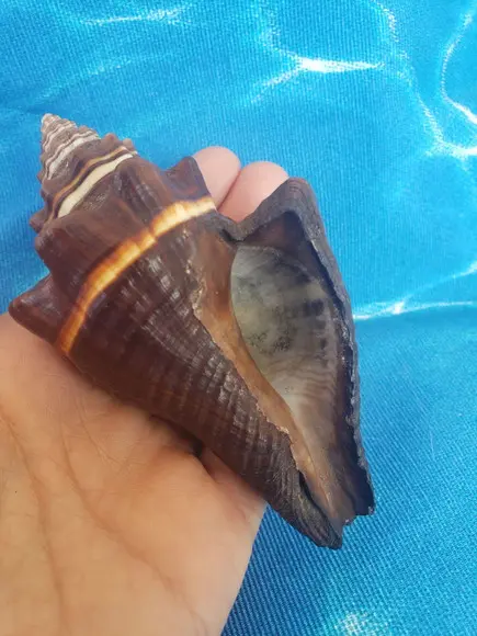 Concha do mar cod 34 Voluta