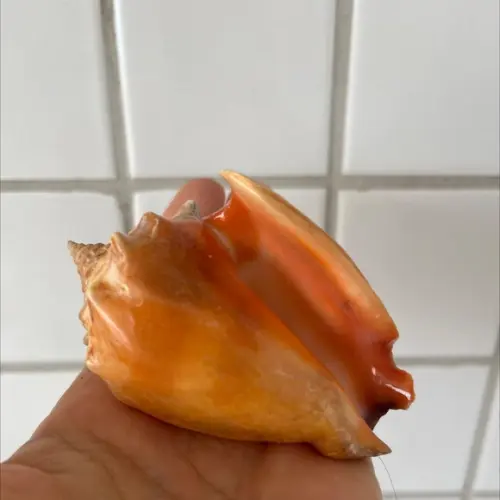 Concha do Mar Cod 36