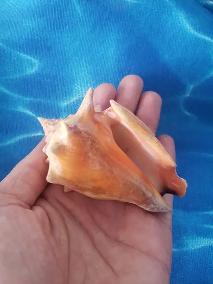 Concha do Mar Cod 38