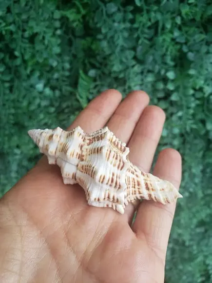Concha do Mar Cod 39