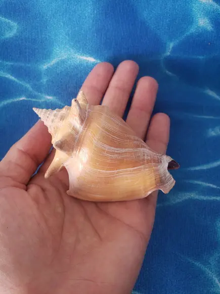 Concha do Mar Cod 38