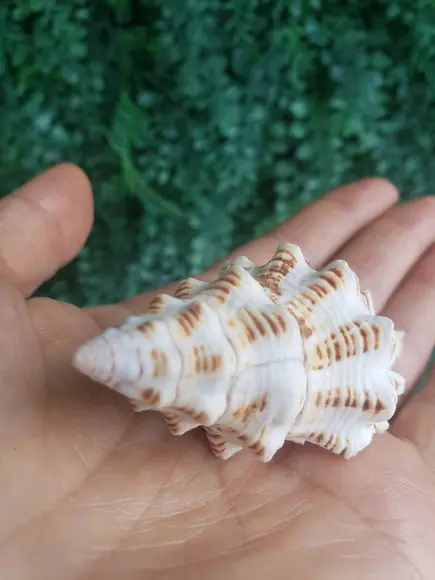 Concha do Mar Cod 39