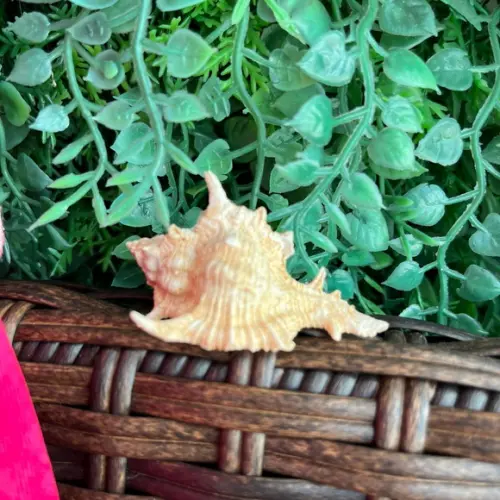 Concha do Mar Cod 47