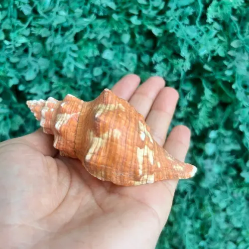 Concha do Mar Cod 80