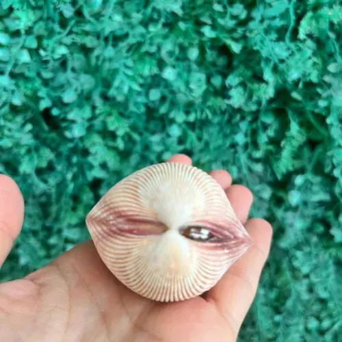Concha do Mar Cod 81