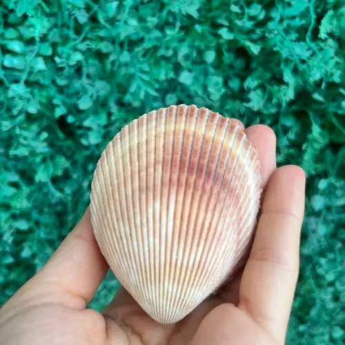 Concha do Mar Cod 81