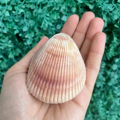 Concha do Mar Cod 82