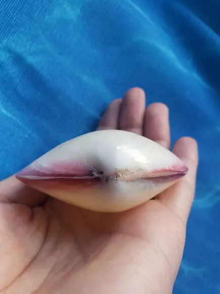 Concha do mar codakia cod 15