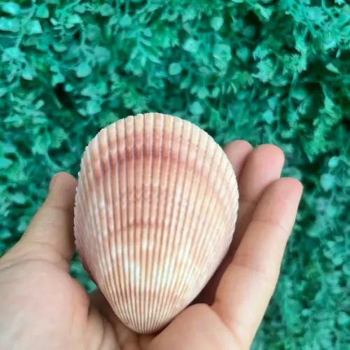 Concha do Mar Cod 82