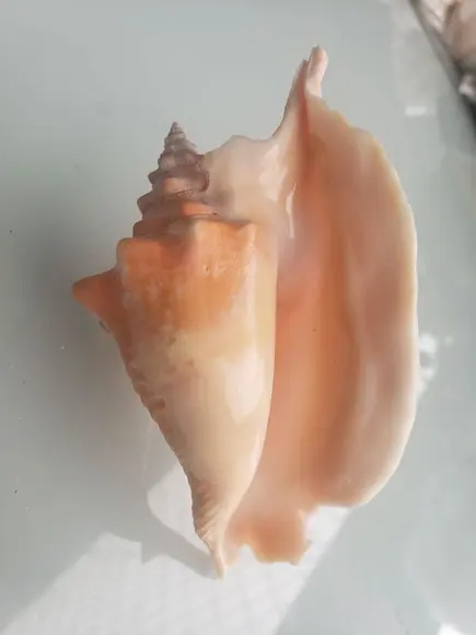 Concha do Mar Cod 89 Galus