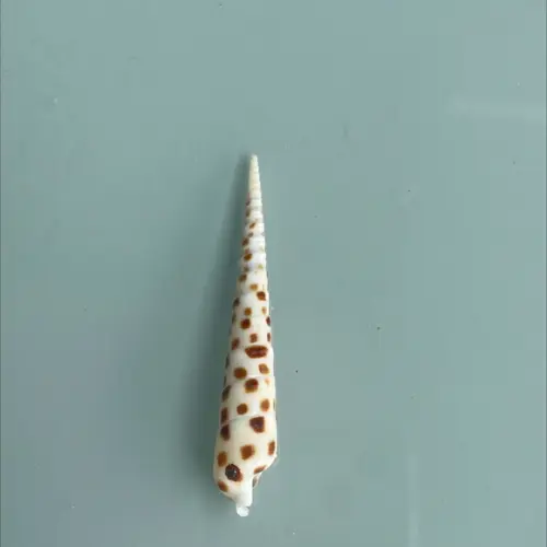 Concha do Mar Conus 01