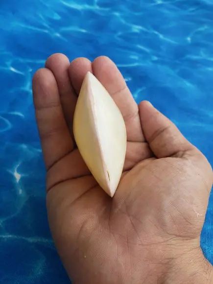 Concha do Mar Codakia Cod 18