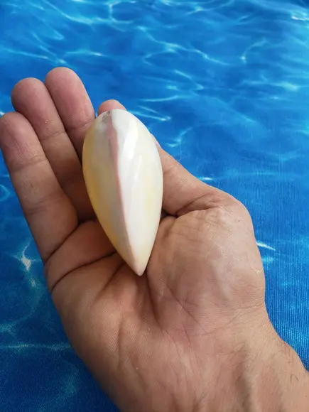 Concha do Mar Codakia Cod 18