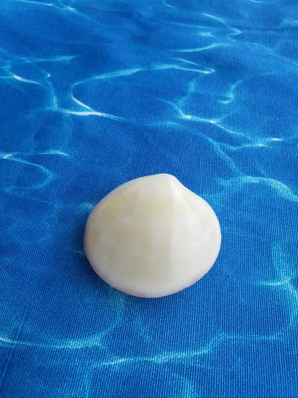 Concha do Mar Codakia Cod 18