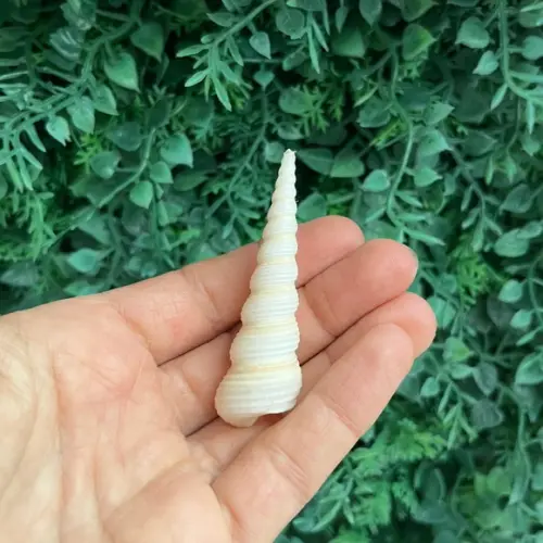 Concha do Mar Conus Cod 25