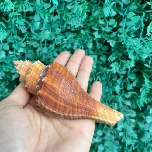 Concha do Mar Conus Cod 84